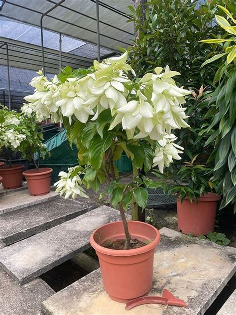 BeGrin White Musanda Live Plant Mussaenda Erythrophylla Ashanti Flag ...