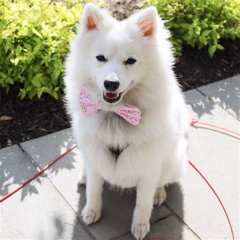 Labrador X Japanese Spitz at Lucas Cade blog