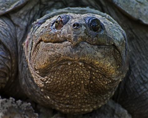 Snapping Turtle Front Face 的图像结果