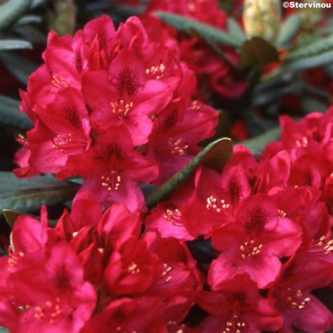 Rhododendron Nova Zembla - Grand arbuste à floraison rouge carmin