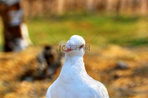 一只白鸽的肖像高清摄影大图-千库网