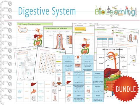 Digestive system - 7x Resources, Activities and Games (KS3/4 ...