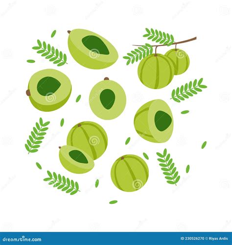 Gooseberry Also Known Amla Elements Abstract Vector Design Background for Packaging Design Stock ...