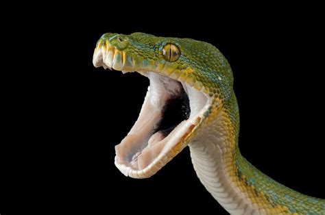 Green Tree Python Teeth 的图像结果