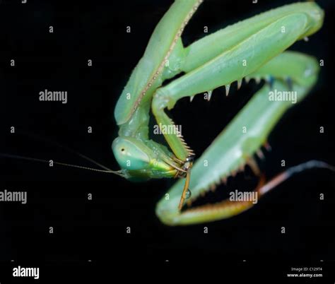 Female Praying Mantis (Stagmomantis theophila Stock Photo - Alamy
