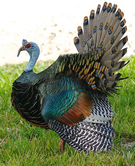 Ocellated Turkeys: The Jewels of the Yucatan – TURKEY COLOR GENETICS ...