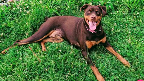 Basset Hound Doberman Mix at Tyra Lopez blog