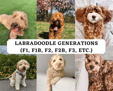 Image result for Cockapoo vs Labradoodle