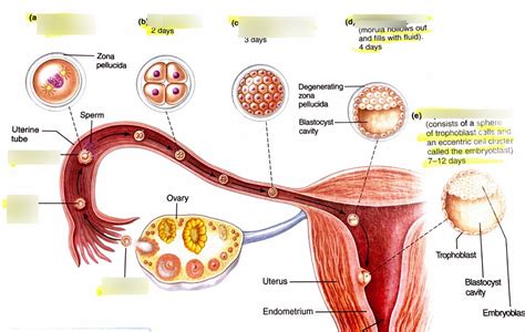 Image result for Embryonic Development Crash Course