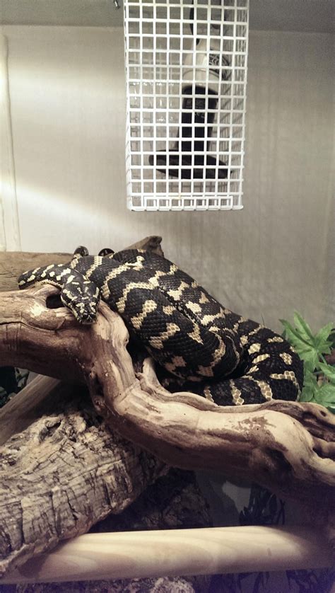 Adult Female Jungle Carpet Python 的图像结果