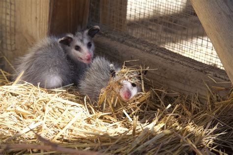 Prison Opossums: How Richland Correctional Institution is ...