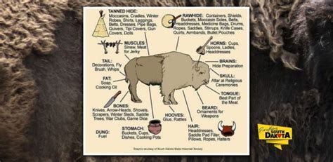 Buffalo: The Keystone Species of Native American Tribes