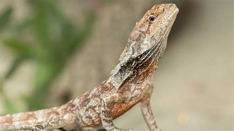 Frilled Dragon Lizard