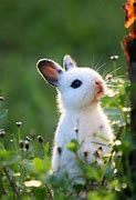 Image result for The Cutest Bunny Rabbit in the World