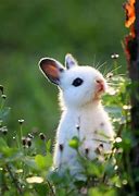 Image result for Cute Animals Rabbit