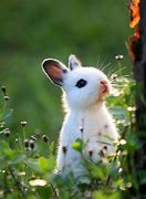 Image result for A Cute Baby Bunny