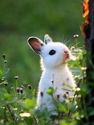 Image result for Cute Little Bunnies