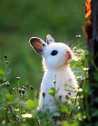 Image result for Little Bunny and Chick