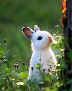 Image result for Adorable Bunny Faces