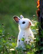 Image result for Cute Bunnies Super Rabbit Real