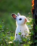 Image result for Young Baby Bunny