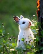 Image result for Little Baby Rabbits