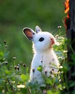 Image result for Most Adorable Baby Bunnies