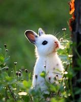 Image result for Baby Brown and White Bunny