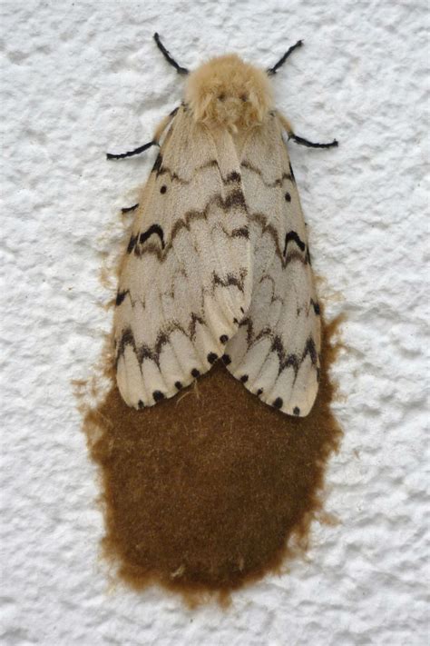 Image result for Gypsy Moth Control