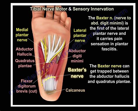 Nerves Of The Leg & Foot - Everything You Need To Know - Dr. Nabil ...