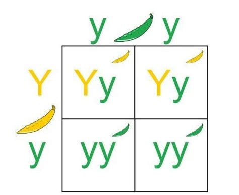 Describe about punnet square n how to find genotype n phenotype ratio ...