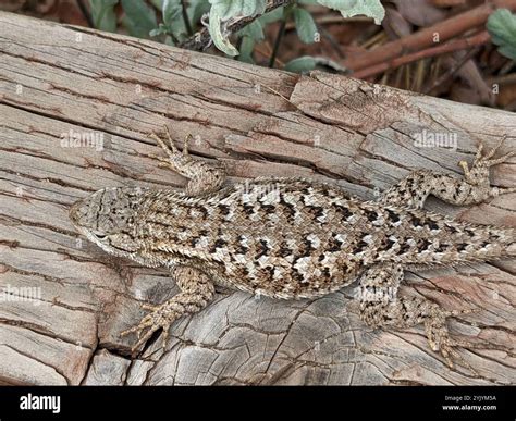 Western Fence Lizard (Sceloporus occidentalis Stock Photo - Alamy