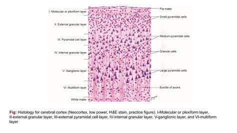 Histology of Nervous System(Spinal cord, cerebellum, cerebrum..pptx