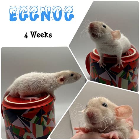 4 week old babies! Last week you picked your favorites, are they still ...