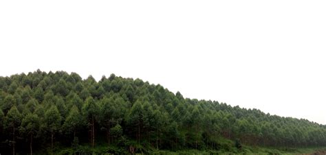 广西省钦州市灵山县林木苗圃地800亩仅限用于流转- 聚土网