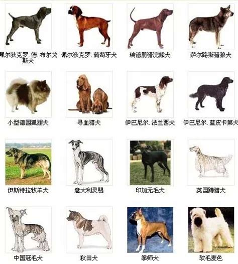 世界狗狗品种大全——犬品种大全（图片），玩赏犬-宝哥哥-搜狐博客