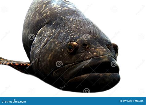 Fish With Lips