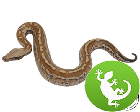 Matrix Blood Python 的图像结果