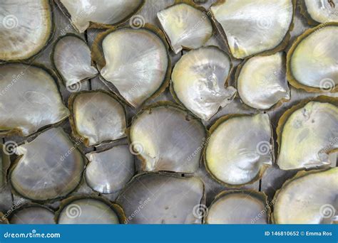 Image result for Pearly Shells