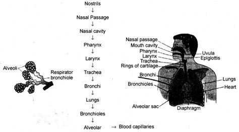 Notes Class 10 Science Chapter 5 Life Process