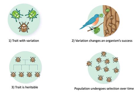 Mutation Evolution Examples 的图像结果