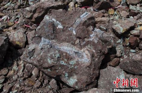 广西东兴市发现侏罗纪时期恐龙化石_腾讯新闻