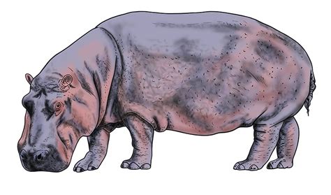 Recommendation Tips About How To Draw A Hippopotamus - Foodactive
