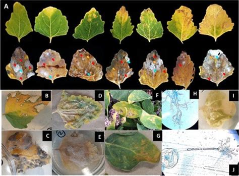 Characterization of Alternaria alternata and Alternaria scrophulariae ...
