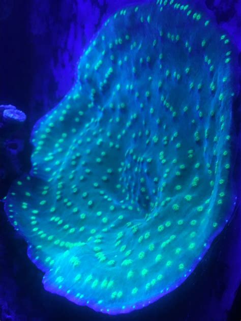 Image result for BioCube Filter Setup