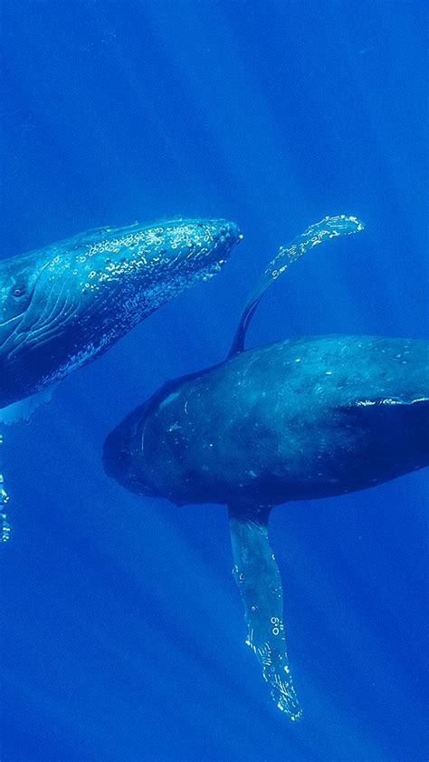 Bing Whale Wallpaper 的图像结果