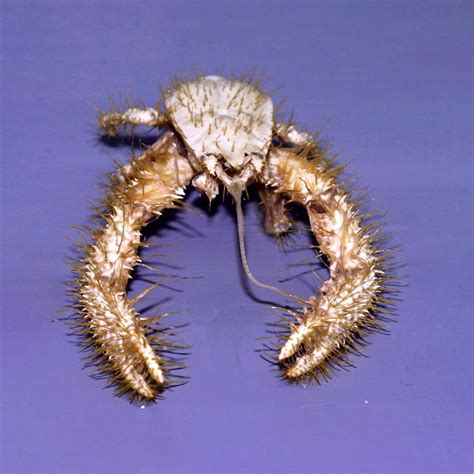 Photos of the 21 Ugliest Animals 📸 + How To Protect Them