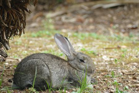 草地灰兔可爱图片