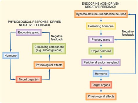 Image result for Positive Feedback Loop Endocrine System