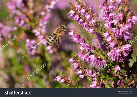 1,957 Heather Bees Images, Stock Photos & Vectors | Shutterstock